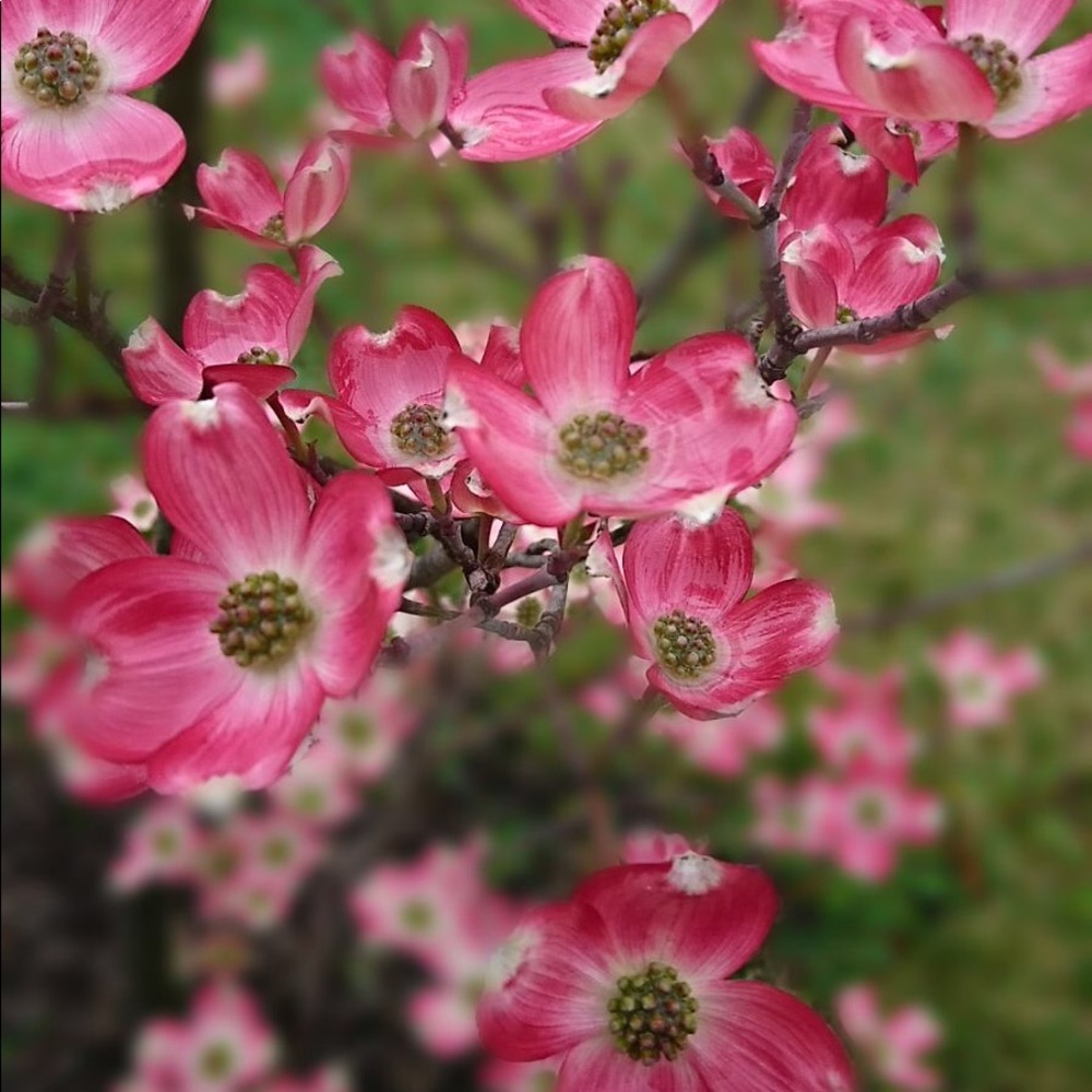 Meet your Posher, Zhanna